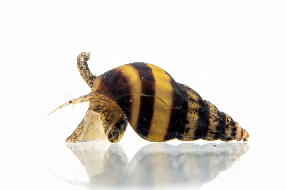 Assassin Snails - JA