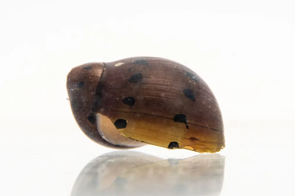 Tiger Nerite Snails - JA