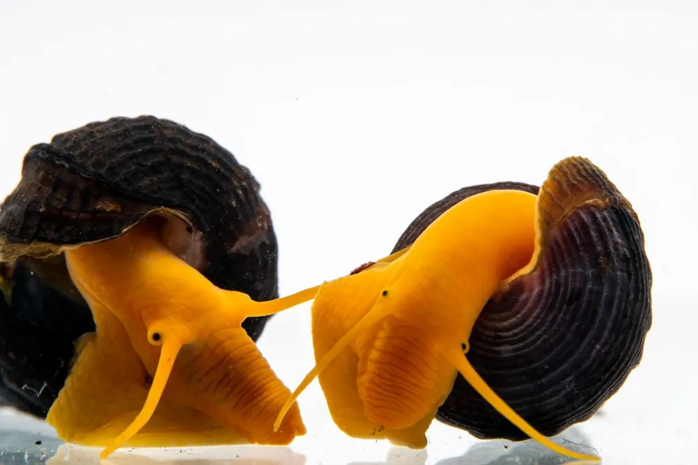 Orange Poso Rabbit Snails - JA
