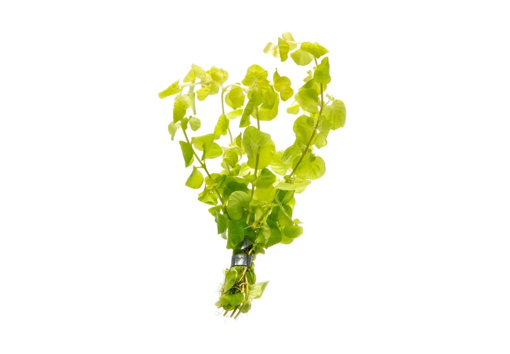Lysimachia Nummularia Aurea / Creeping Jenny - ASA