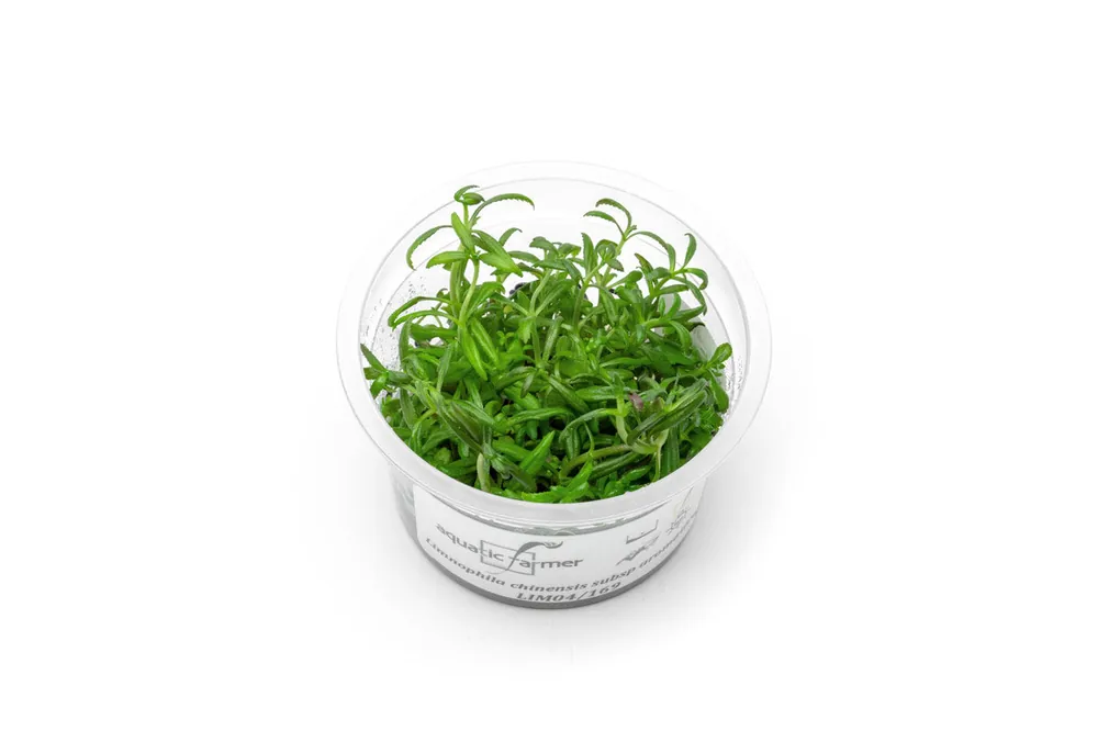 Limnophila Aromatica Aquatic Farmer Tissue Culture