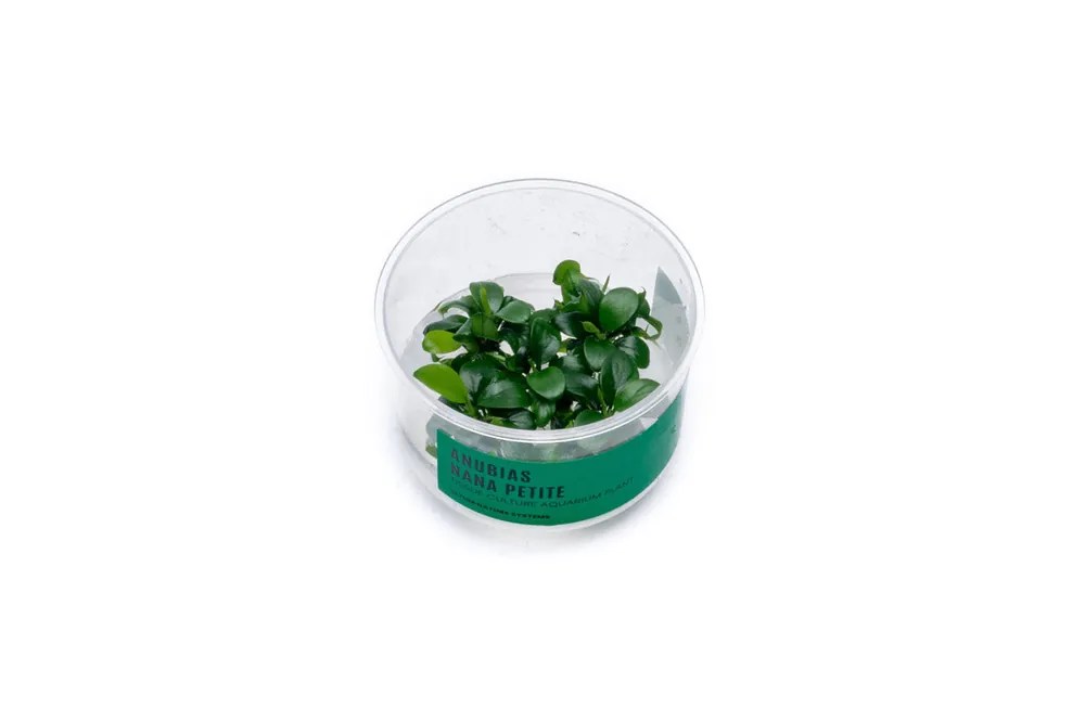 Anubias Nana Petite UNS Tissue Culture - UNSTC