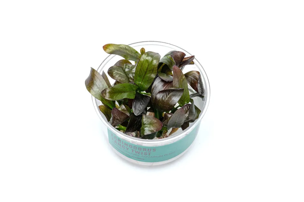 Echinodorus Fancy Twist UNS Tissue Culture - UNSTC