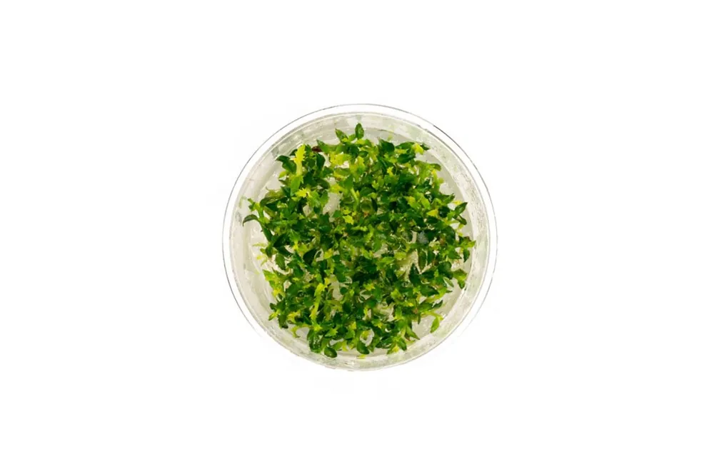 Ammannia Towuti UNS Tissue Culture - UNSTC