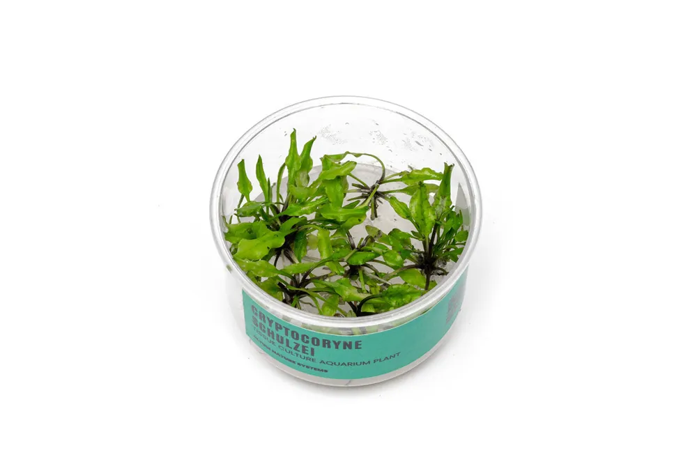Cryptocoryne Schulzei UNS Tissue Culture - UNSTC