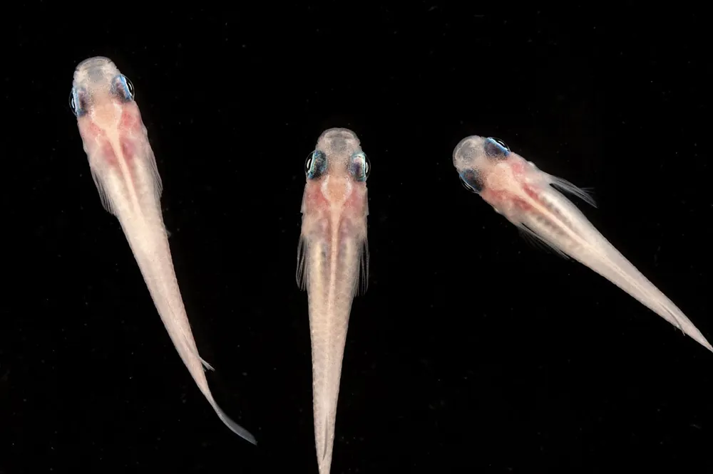Oryzias Sp Galaxy Medaka Rice Fish - JA