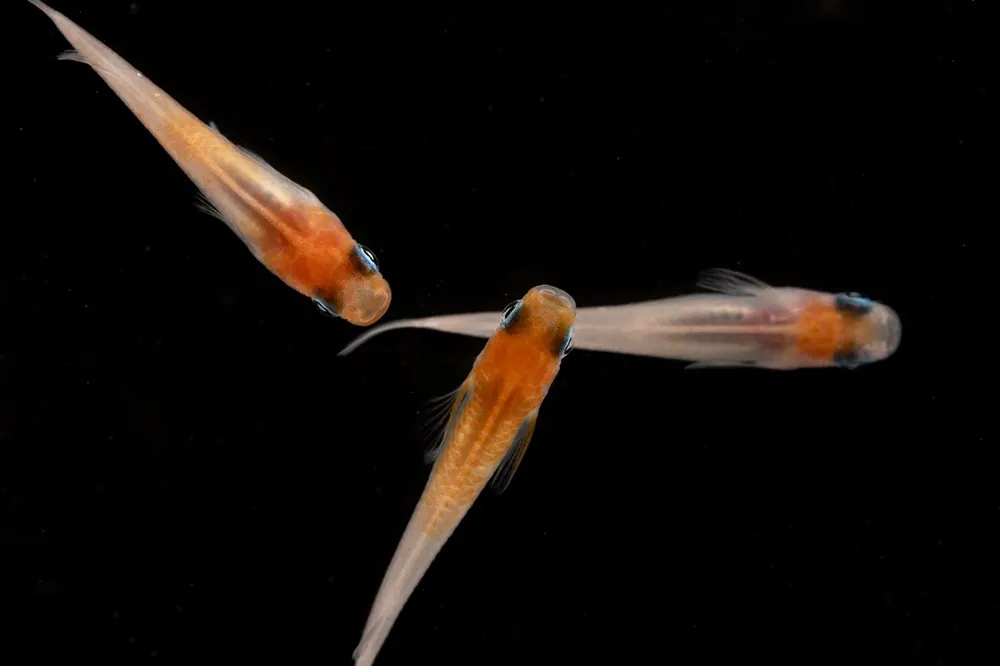 Oryzias Sp Red Cap Medaka Rice Fish - JA
