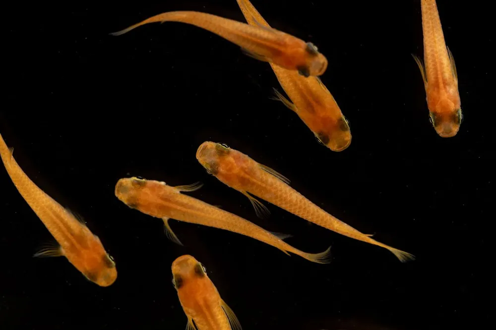 Oryzias Sp Pink Medaka Rice Fish - JA