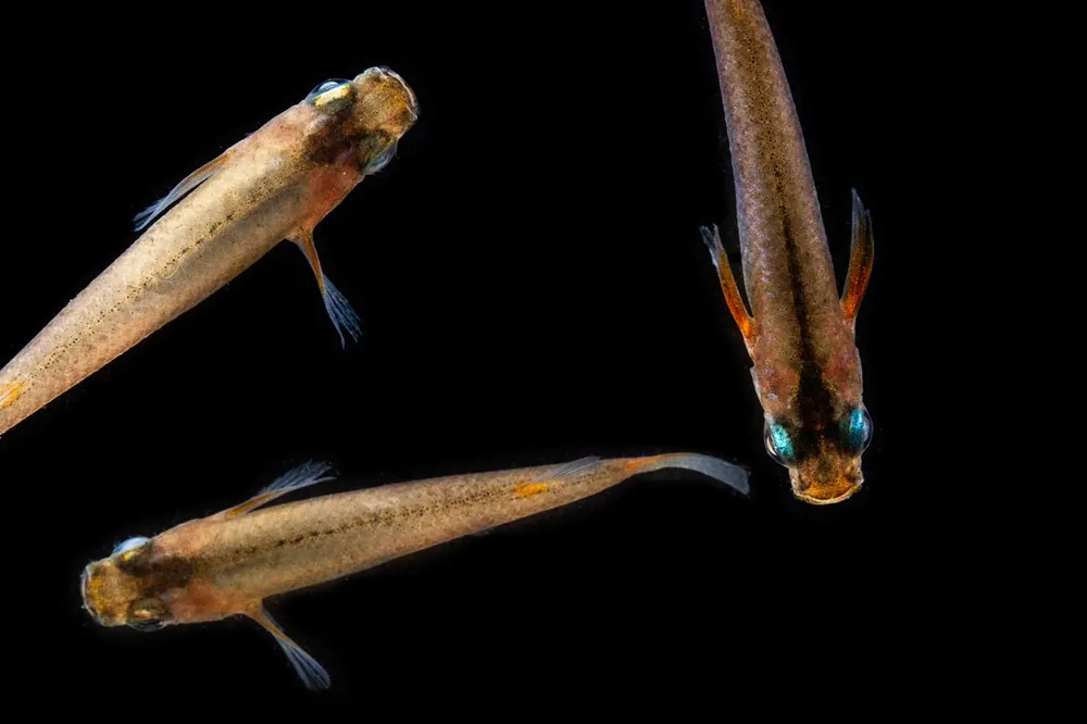 Oryzias Sp Woworae Medaka Rice Fish - JA