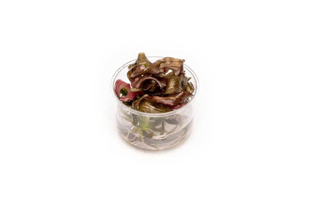 Echinodorus Red Diamond UNS Tissue Culture - UNSTC