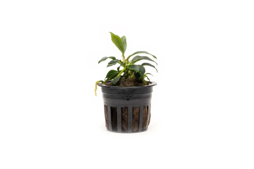Anubias Chili Mini - CPA
