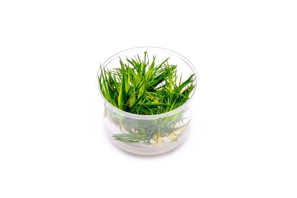 Eriocaulon Cinereum UNS Tissue Culture - UNSTC