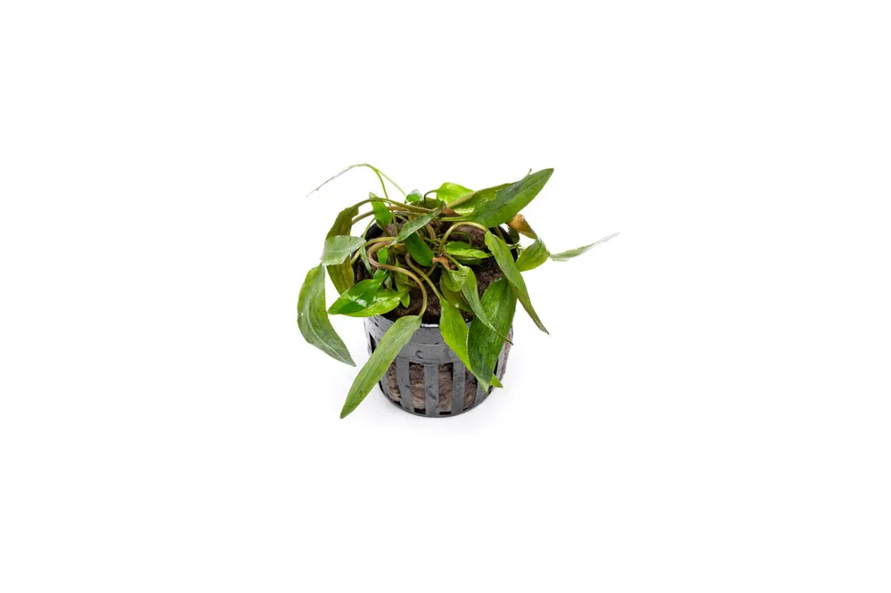 Cryptocoryne Affinis Red - CPA