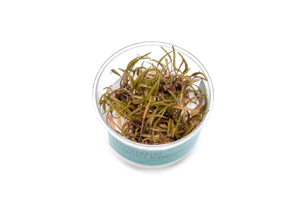 Cryptocoryne Ferruginea Sekadauensis UNS Tissue Culture - UNSTC