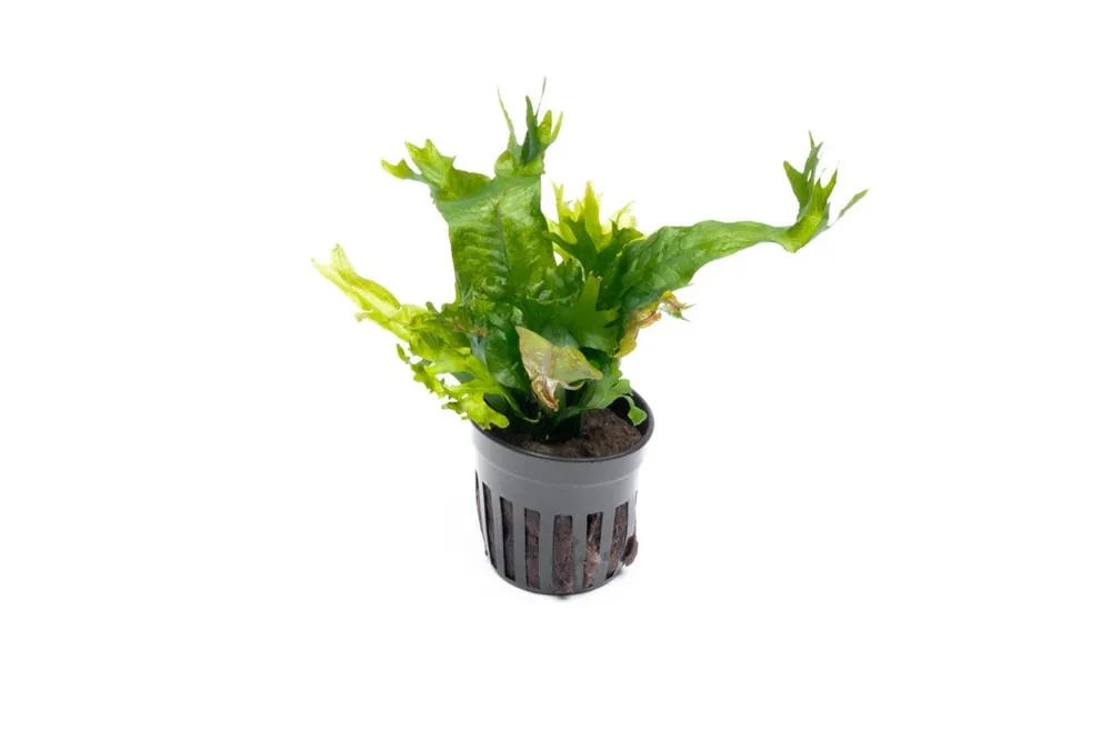Java Fern Coral - CPA
