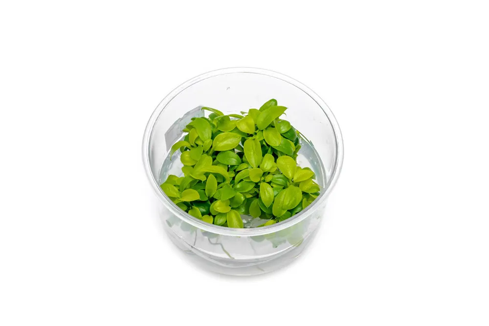 Anubias Nana Golden Tissue Culture - UNSTC