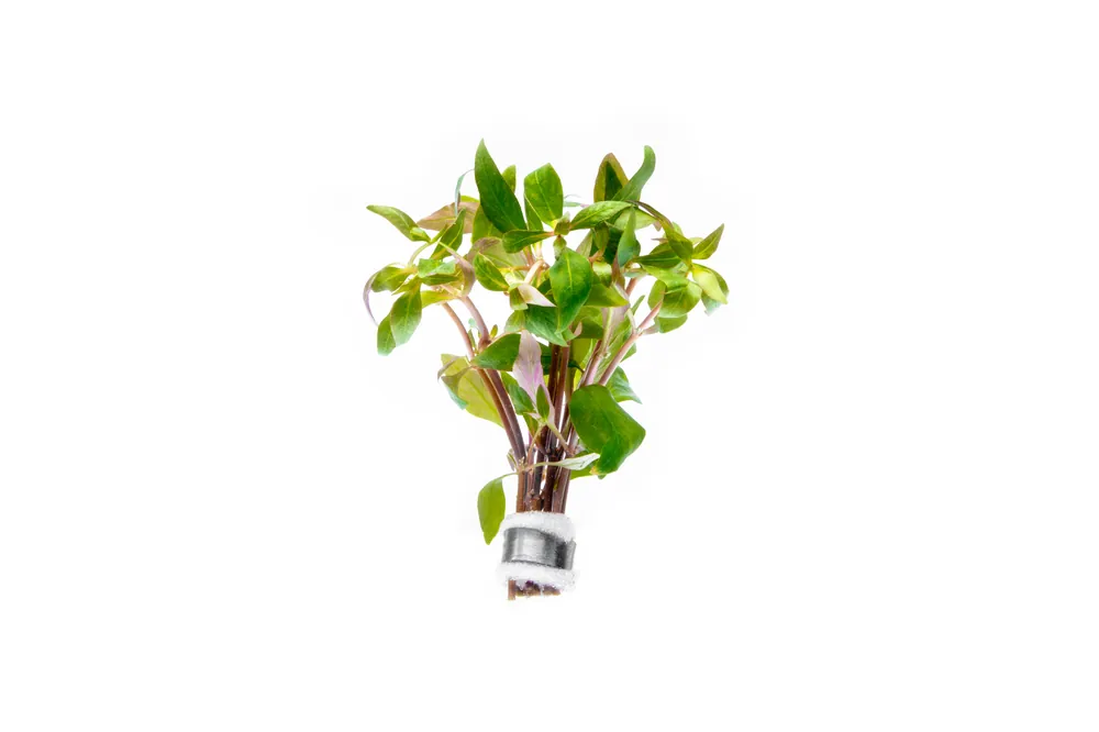 Alternanthera Reineckii Green - CPA