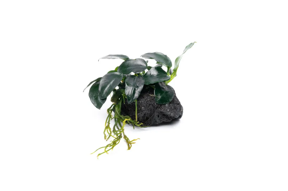 Anubias Barteri Petite Round on Lava Stone - CPA