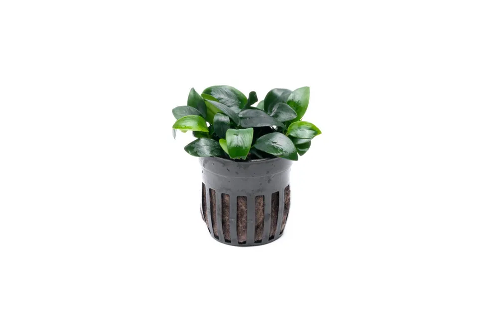 Anubias Nana Bonsai - CPA