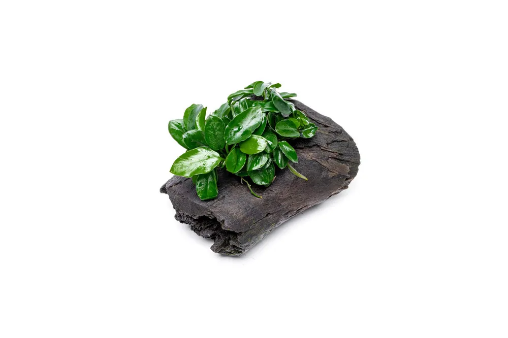 Anubias Nana Long Wavy on Driftwood - CPA