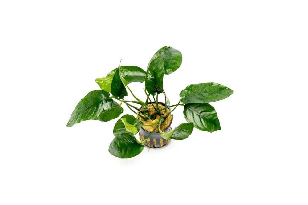 Anubias Nana Ovalis - CPA