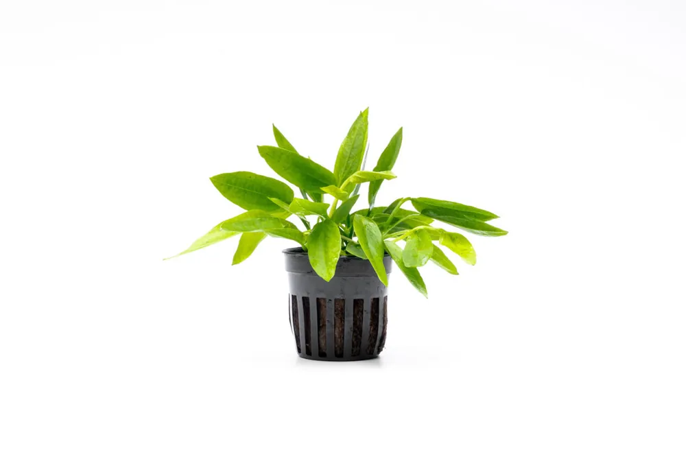 Echinodorus Ozelot Narrow Mini - CPA