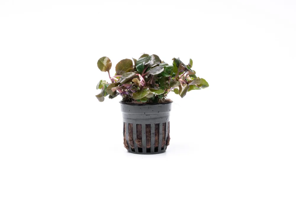 Lobelia Cardinalis Wavy - CPA