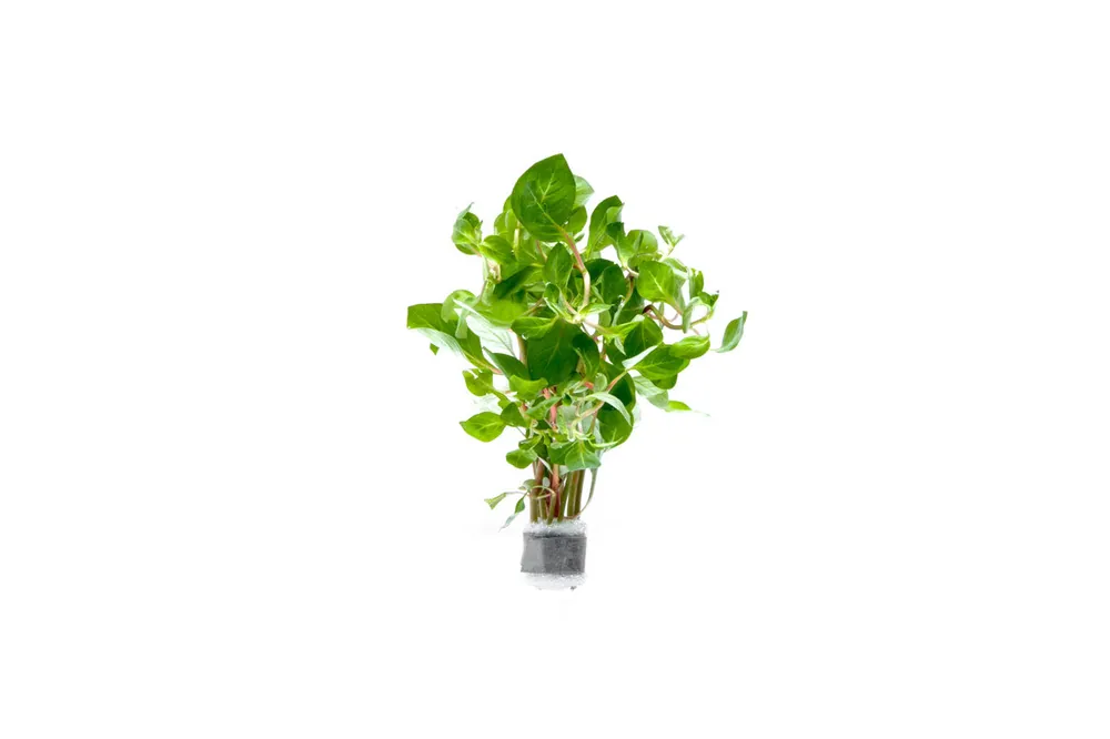 Ludwigia Palustris Red - CPA