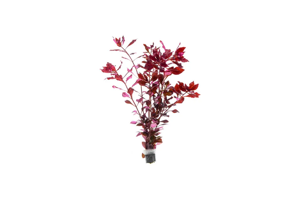 Ludwigia Palustris Super Red - CPA