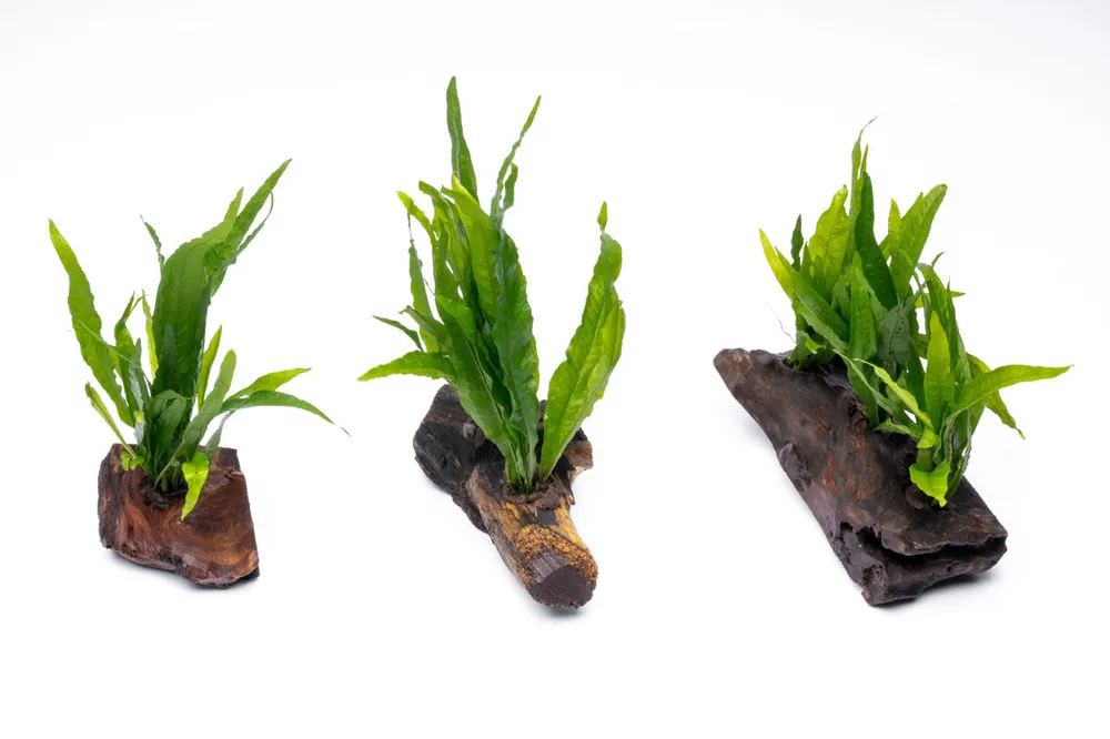 Java Fern on Driftwood - CPA