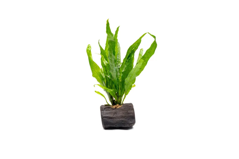 Java Fern on Nano Wood - CPA
