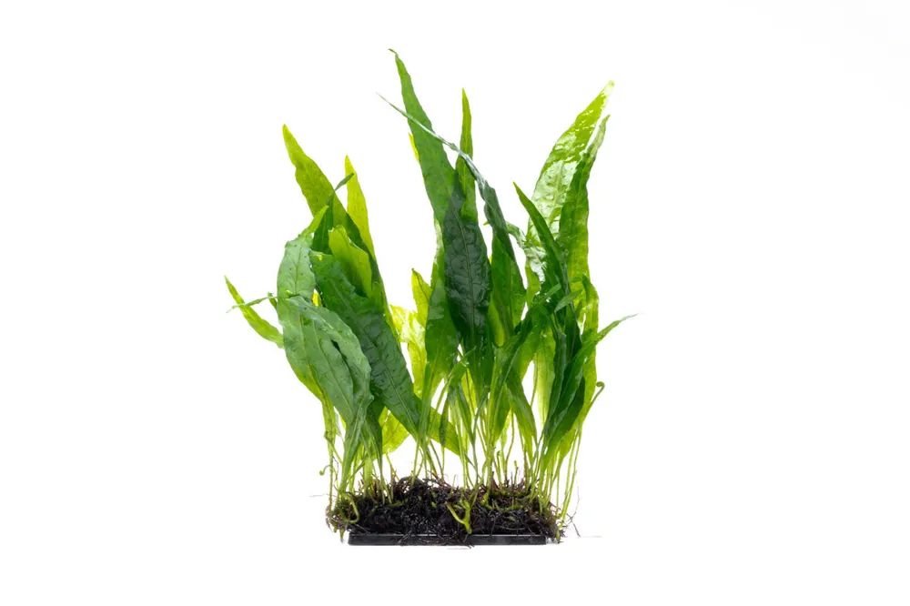 Java Fern Narrow on Mat - CPA