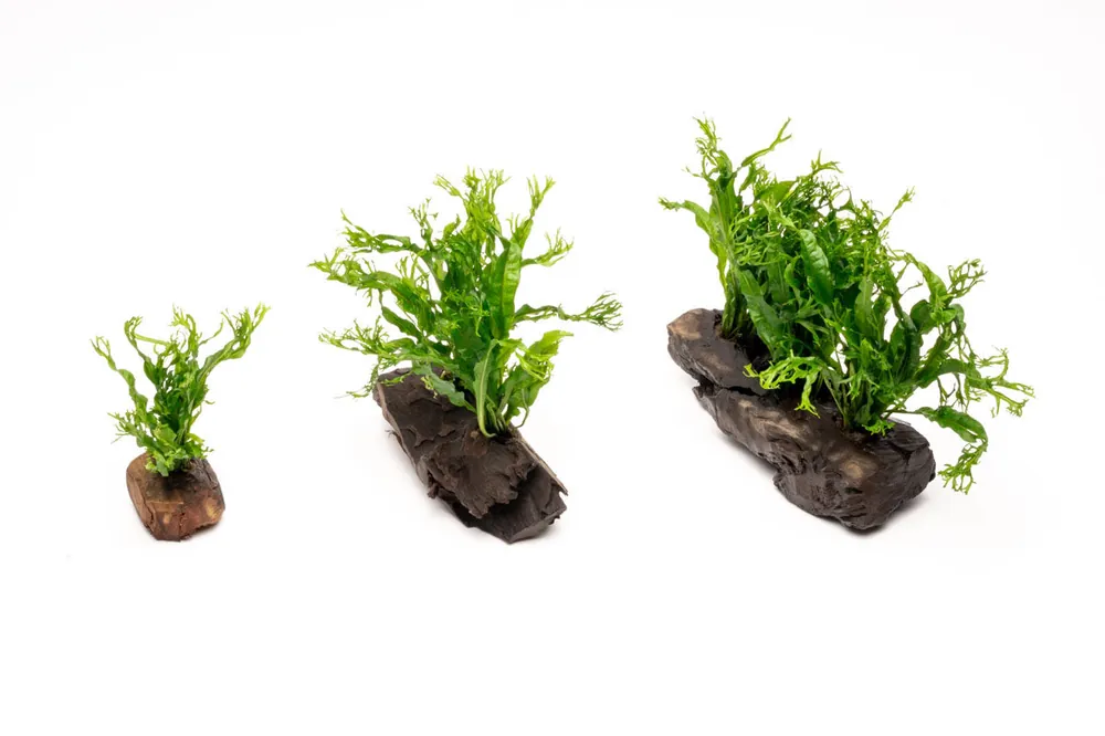 Java Fern 'Windelov' on Driftwood - CPA