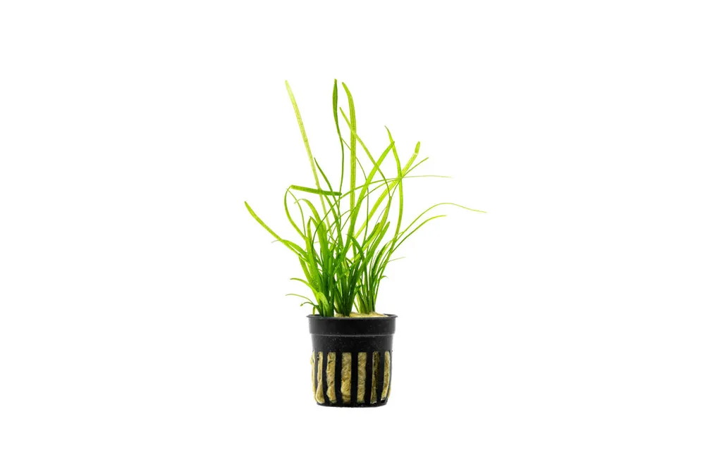Sagittaria Pusillus - CPA