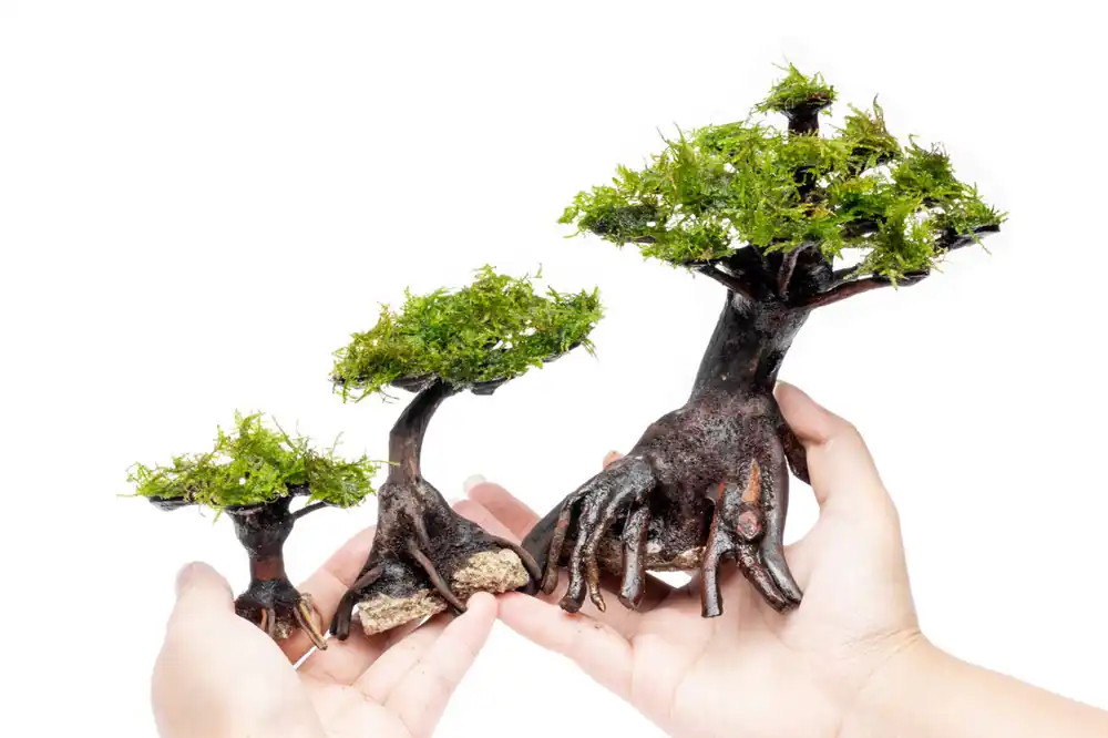 Moss on Bonsai Tree - BUCE