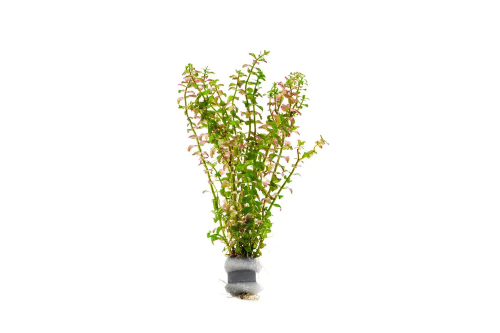 Rotala Sp. Pearl - IS