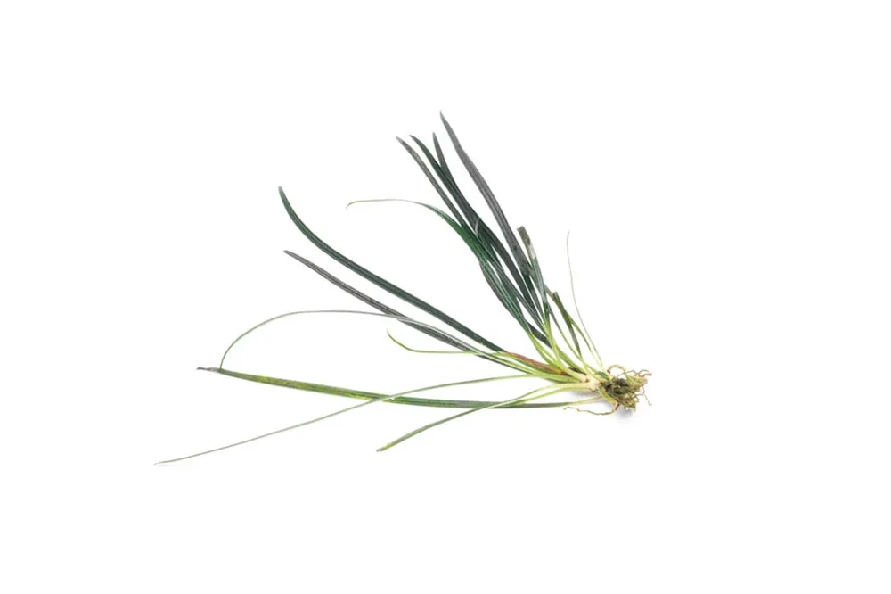 Fenestratarum Culum - BUCE