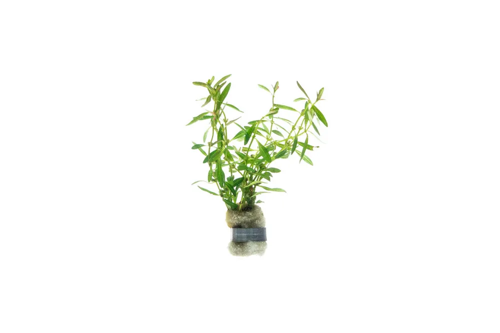 Rotala Florida Sunset - BUCE