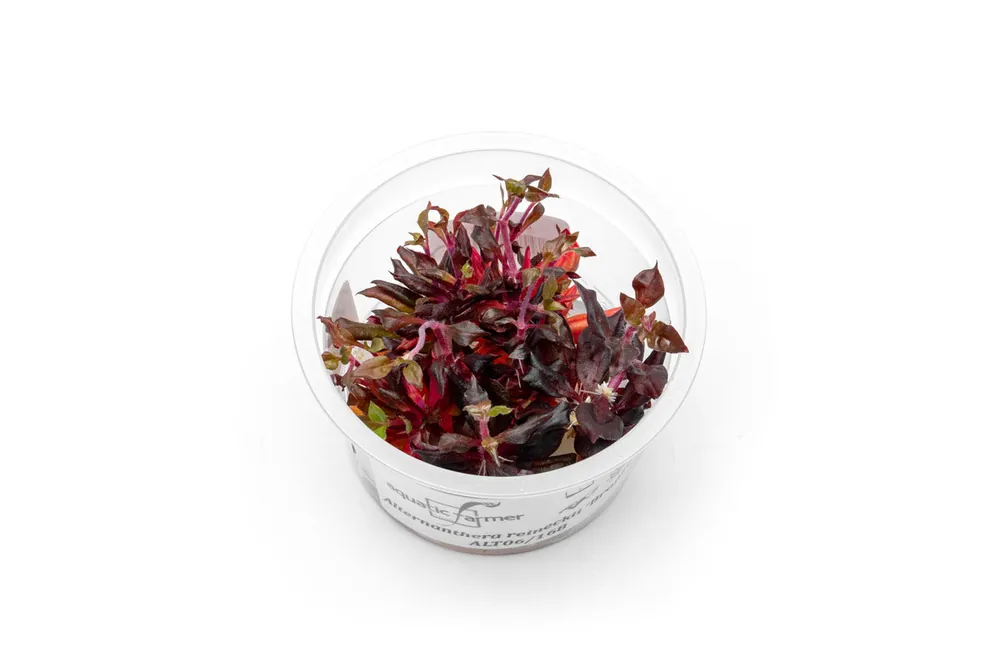Alternanthera Reineckii Bronze Tissue Culture - Aquatic Farmer