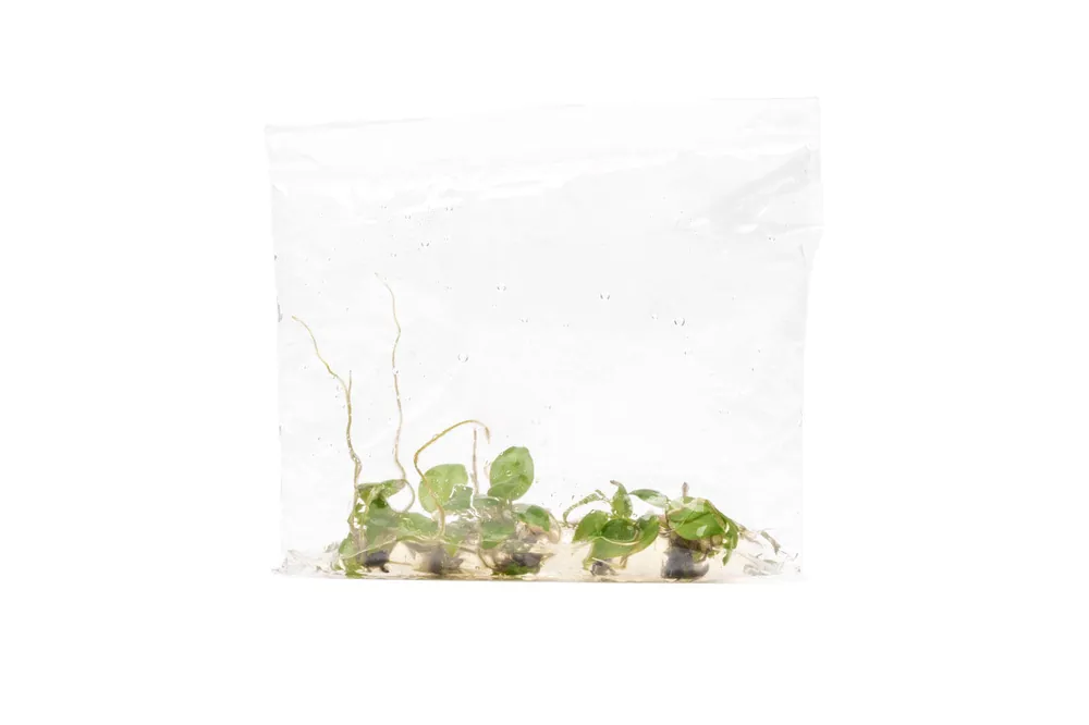 Philodendron Billietiae - UNSTC