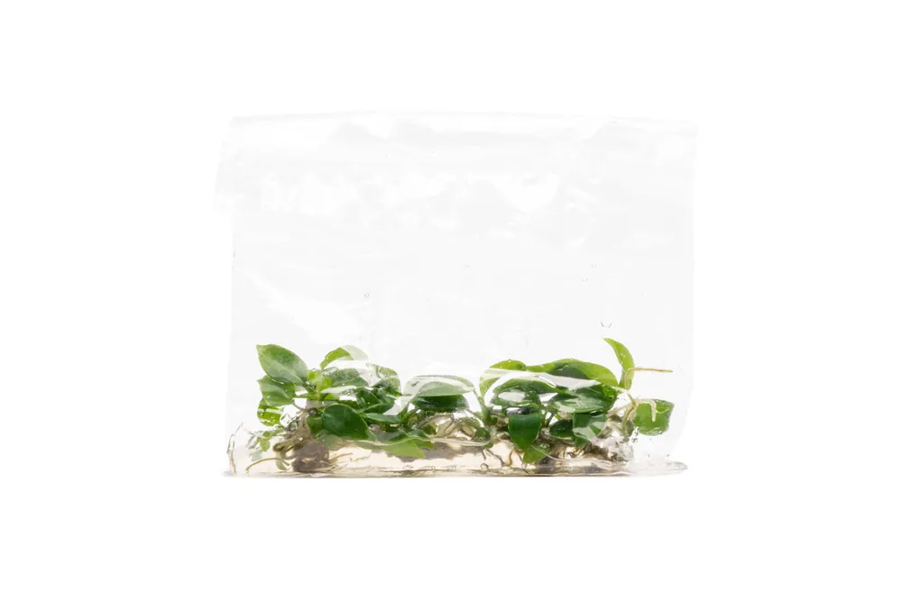 Philodendron Bipennifolium - UNSTC