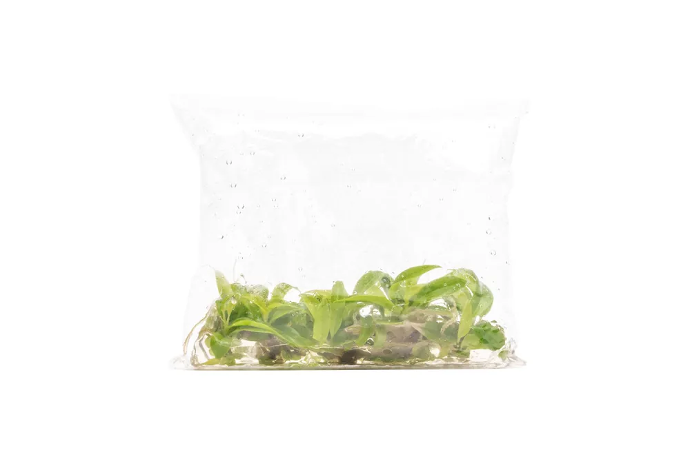 Philodendron Golden Saw - UNSTC