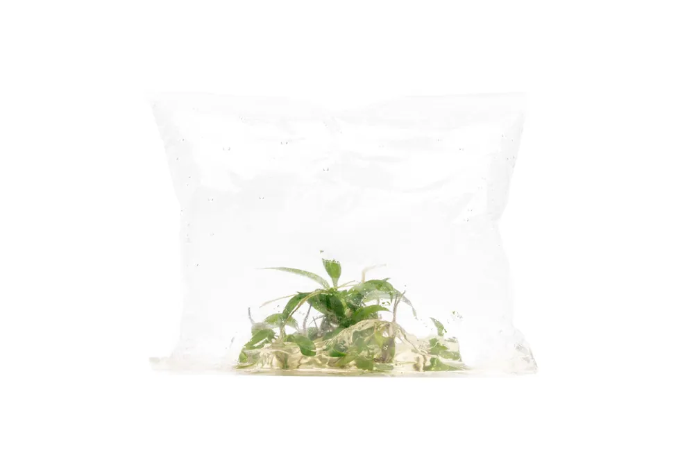 Philodendron Minarum - UNSTC