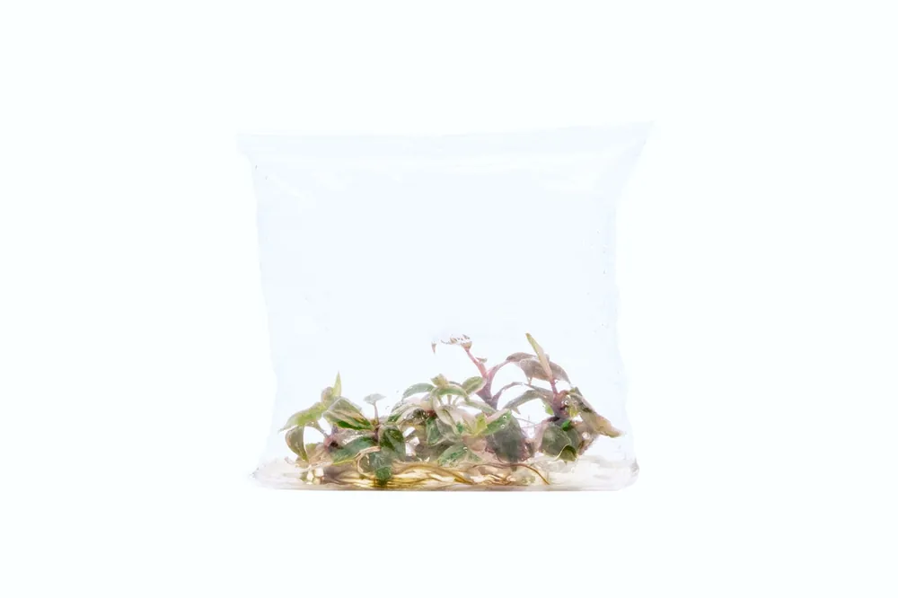 Philodendron Pink Princess - UNSTC