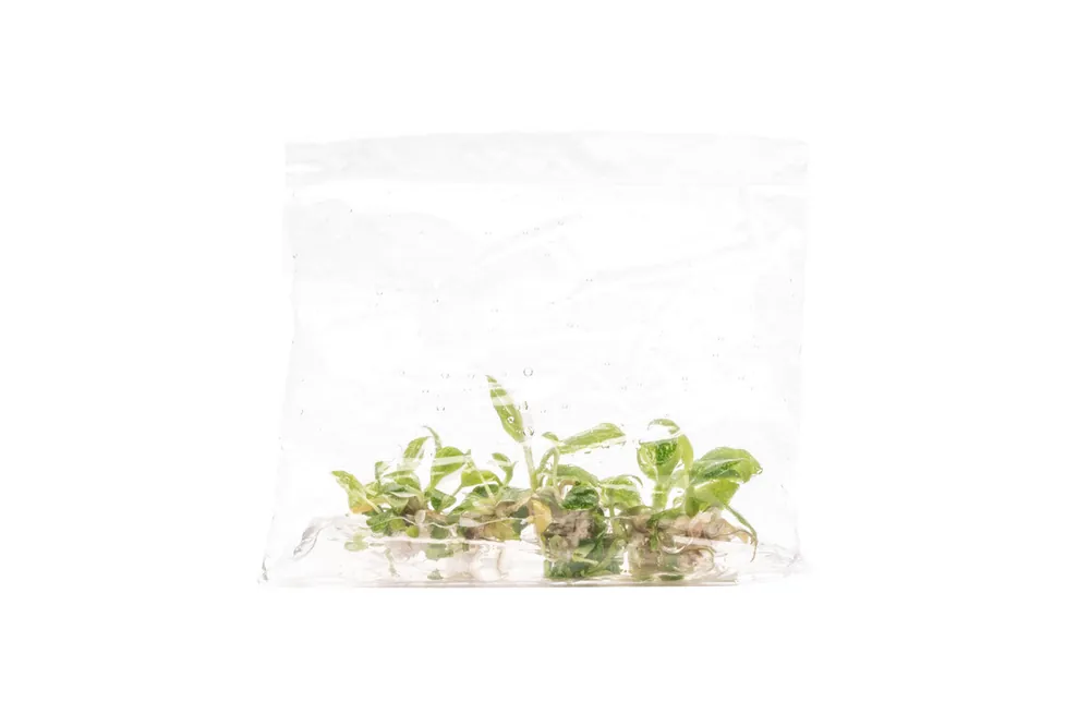 Philodendron White Princess - UNSTC