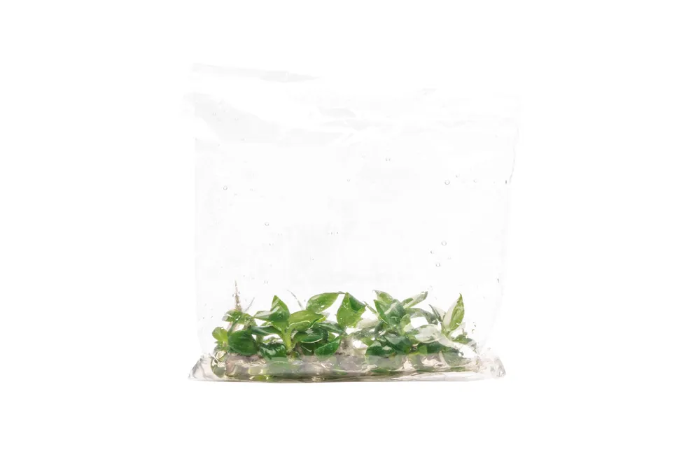 Philodendron White Wizard - UNSTC