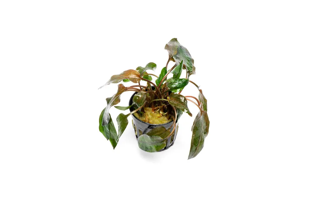 Cryptocoryne Florida Sunset - CPA
