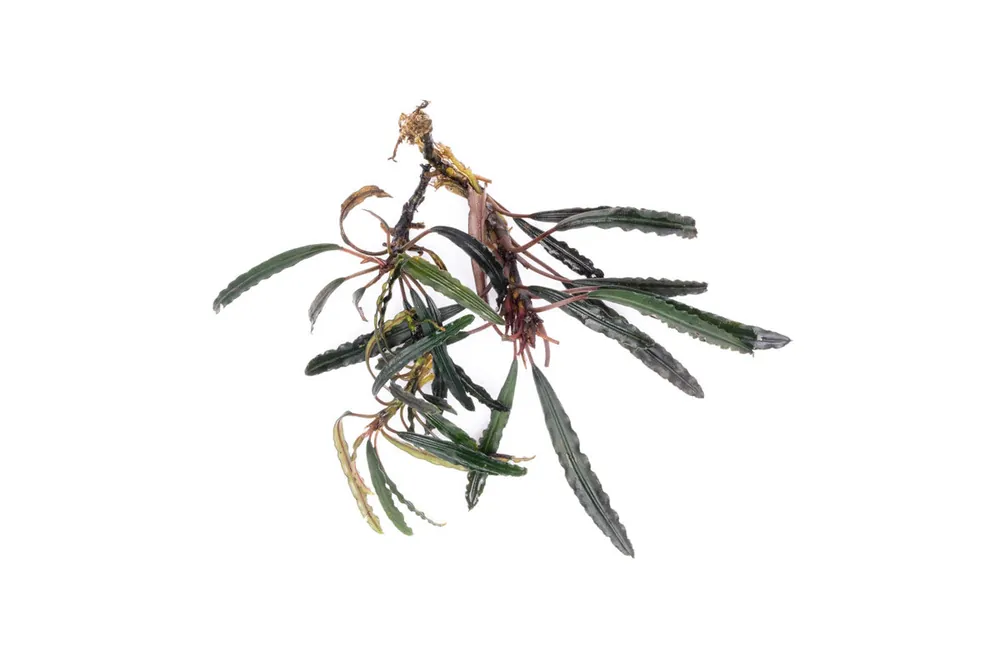 Bucephalandra Kayu Lapis