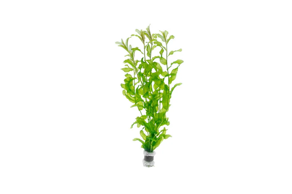 Potamogeton Crispus