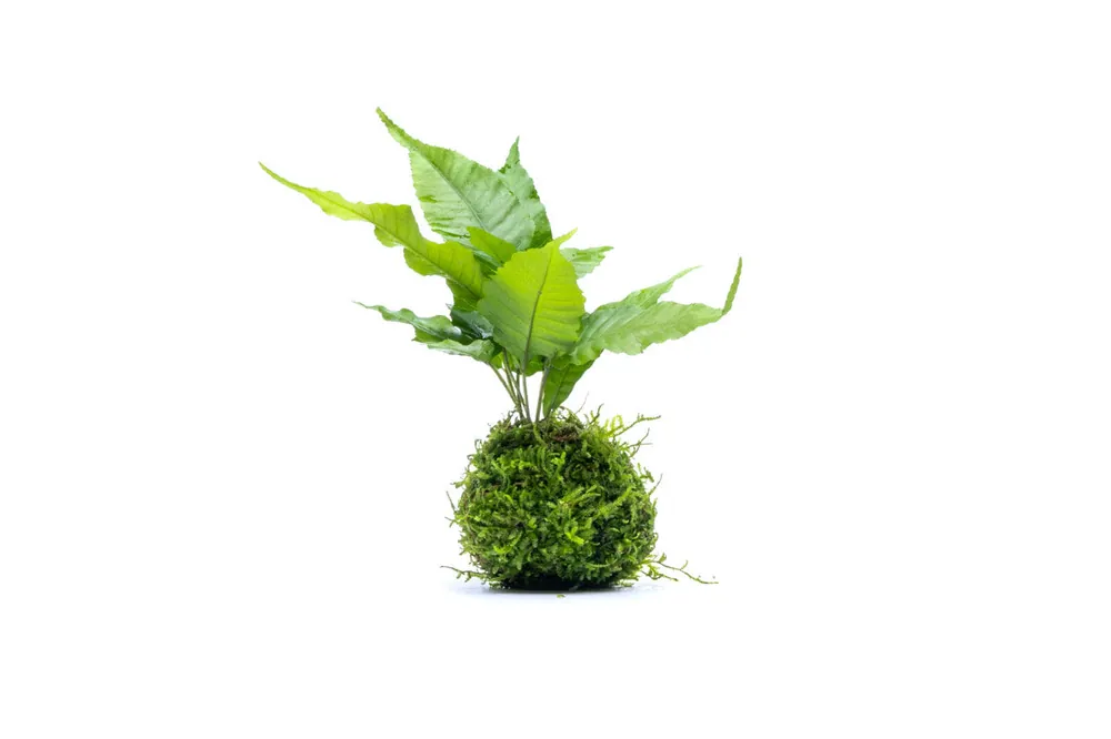 Bolbitis Heteroclita on Moss Ball - ACW
